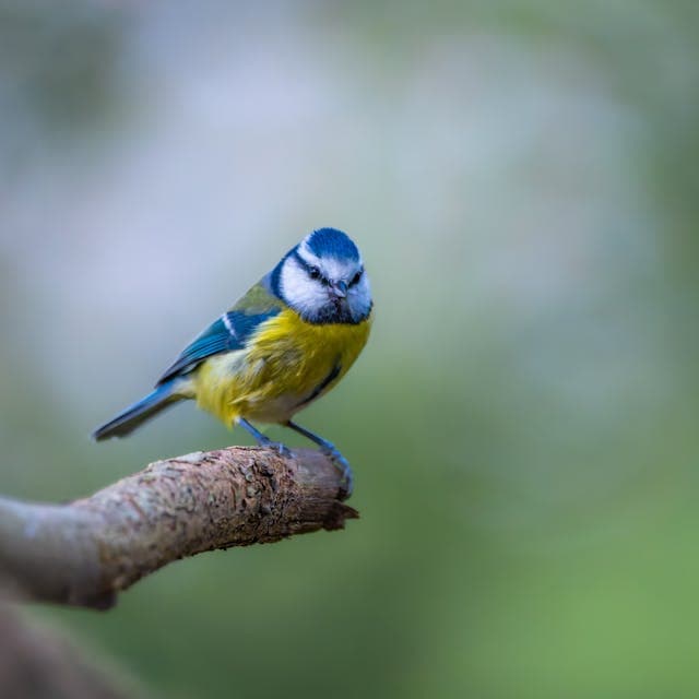 The Best AI-Powered Twitter Growth Tools for 2025